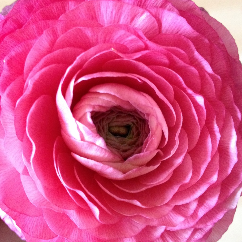 renoncule fushia