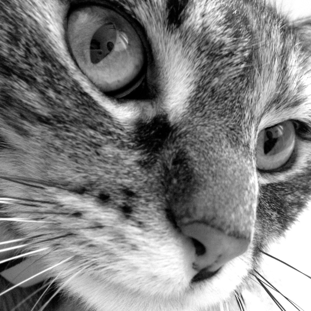 chat noir et blanc