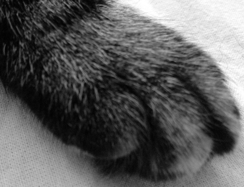 patte de chat