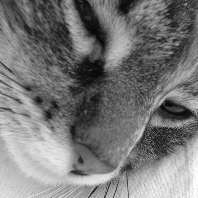 photo chat noir et blanc