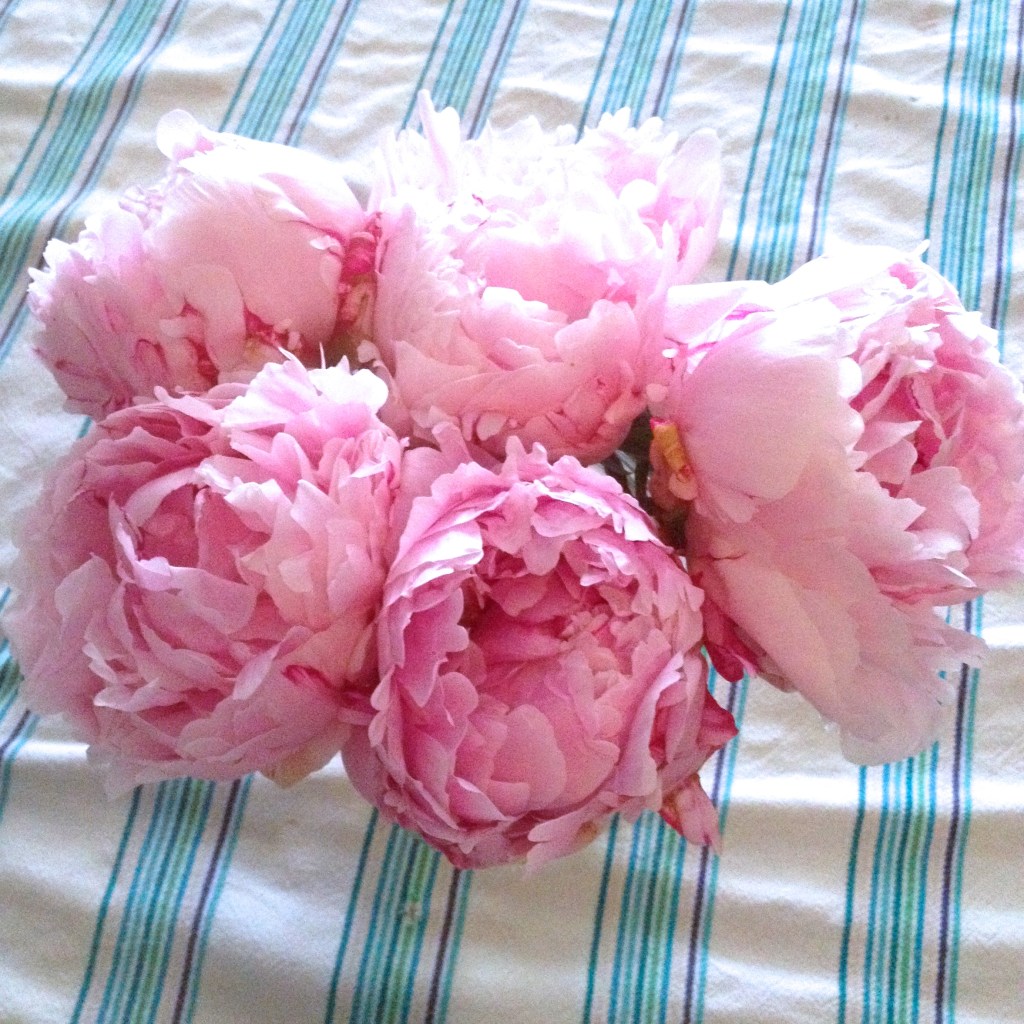 Pivoines