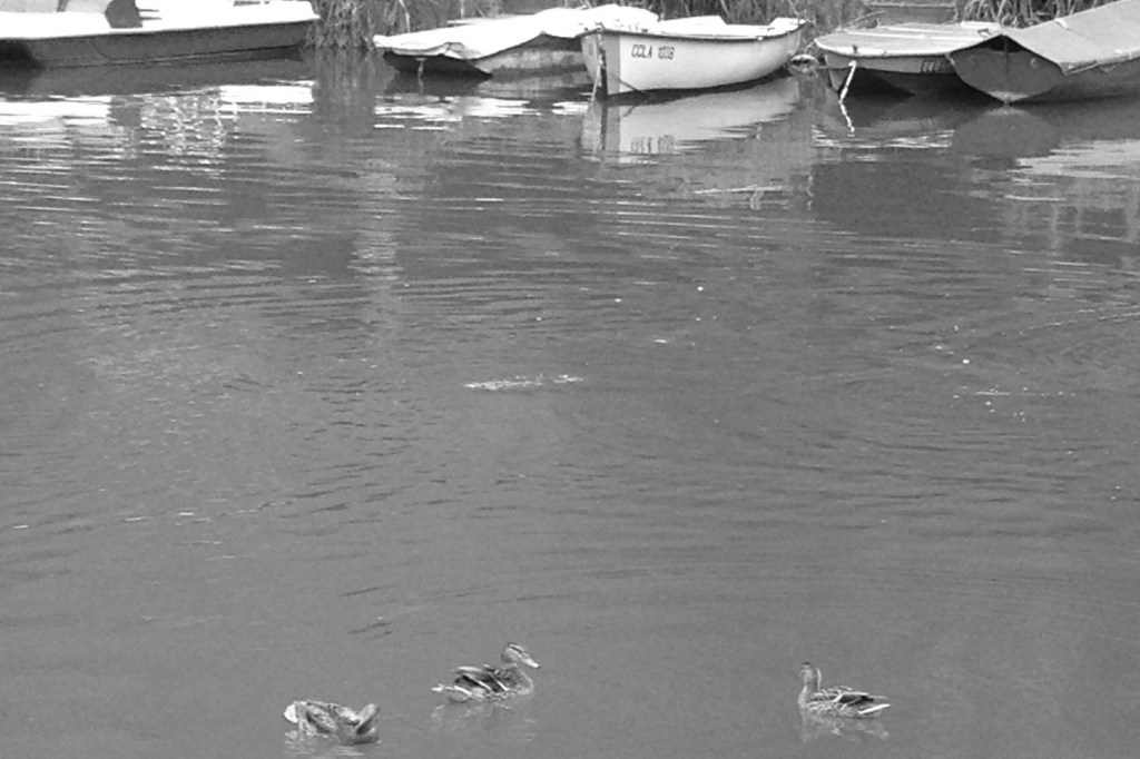 Aiguebelette 5