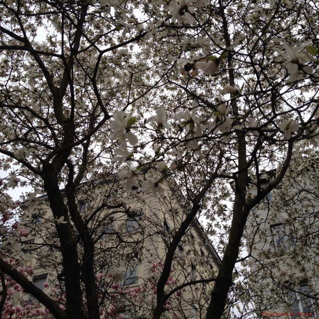 arbres en fleurs
