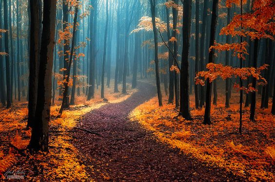chemin.jpg