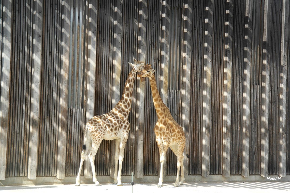 girafes.jpg