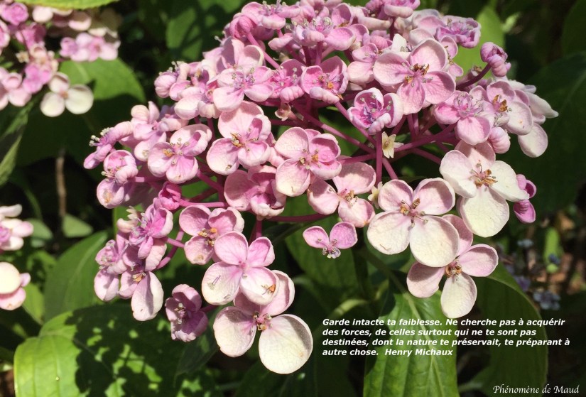 citation Henri Michaux.jpg