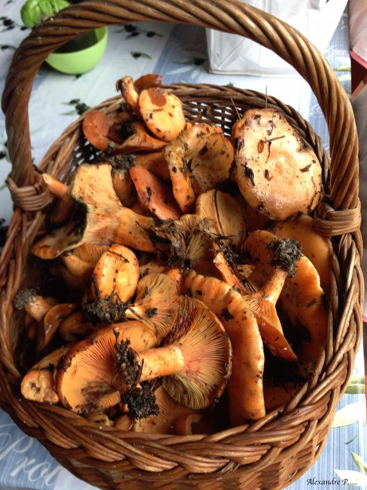 champignons alexandre.jpg