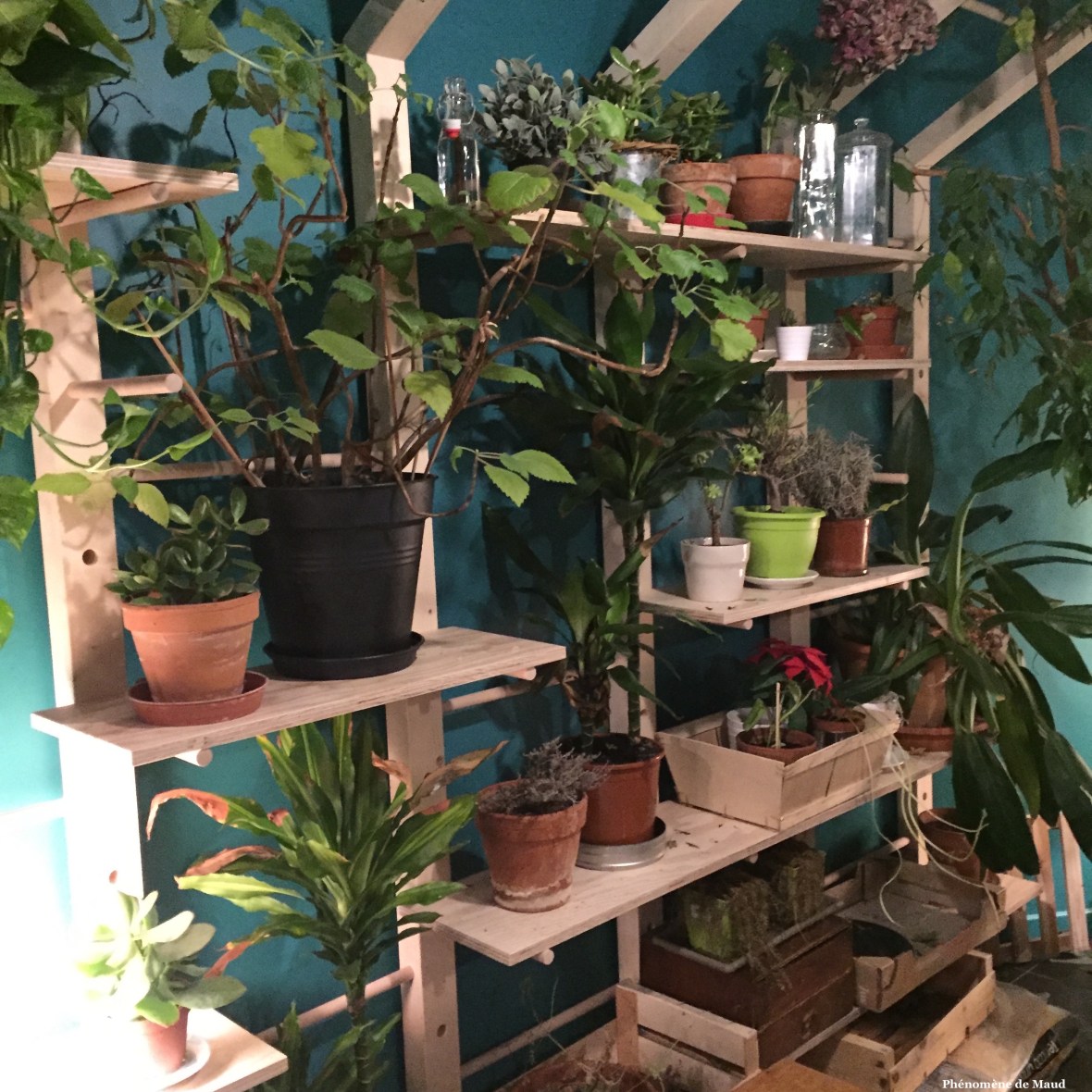 plantes vertes.jpg