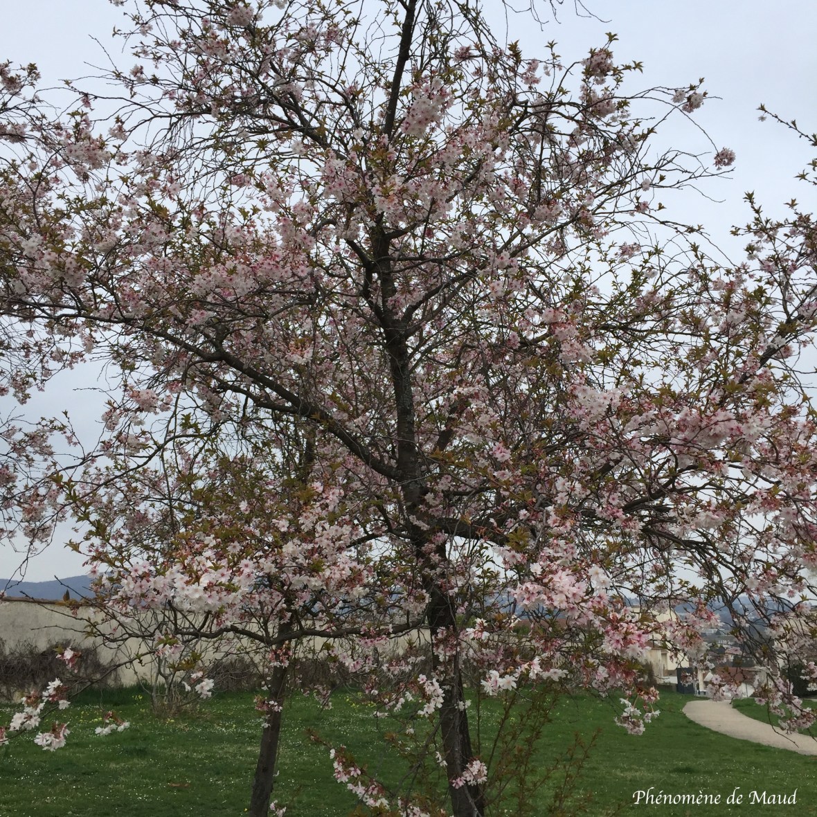 arbre en fleur.jpg