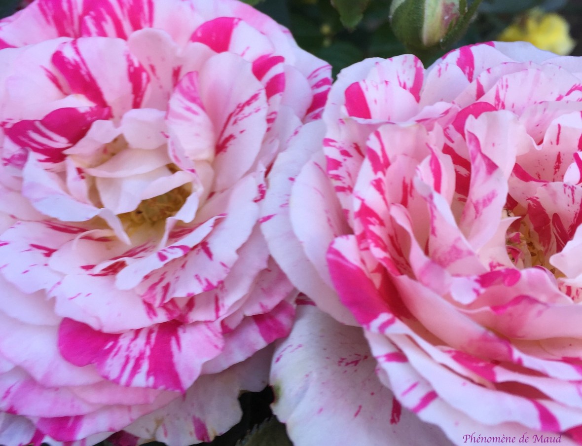 roses.jpg