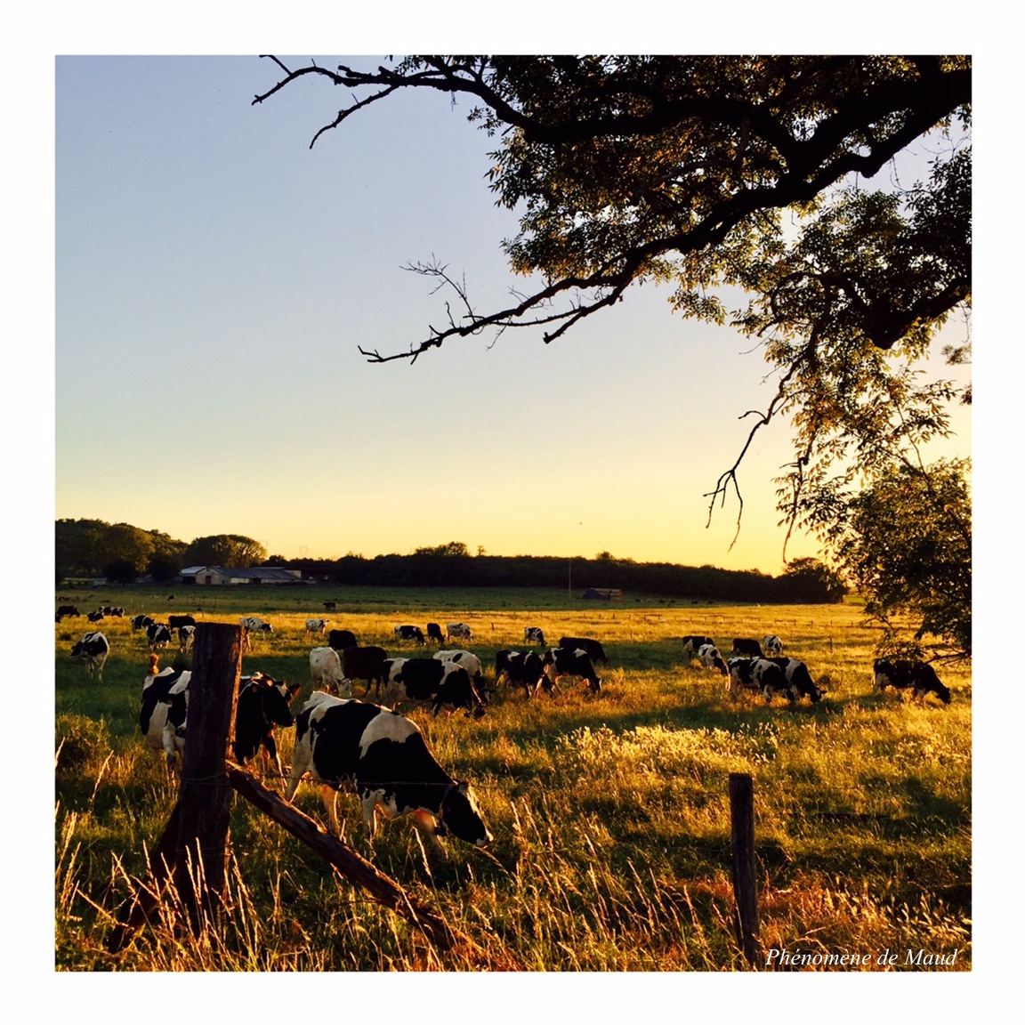 vaches au pré campagne.jpeg
