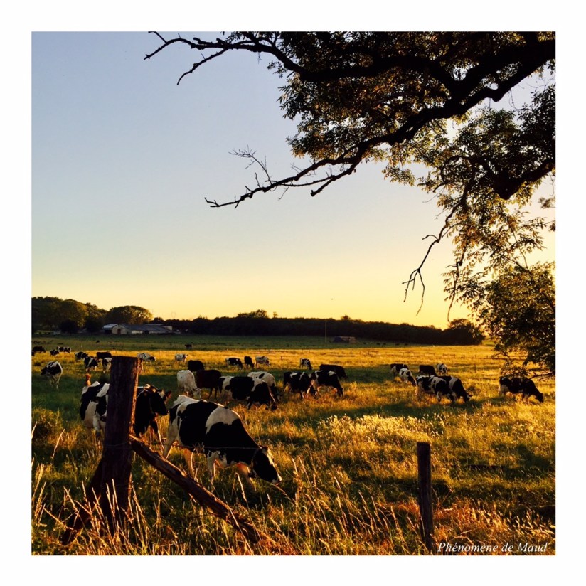 vaches au pré campagne.jpeg