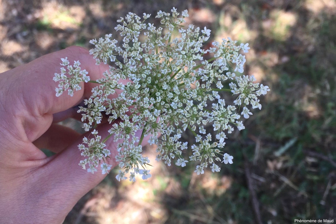 petites fleurs