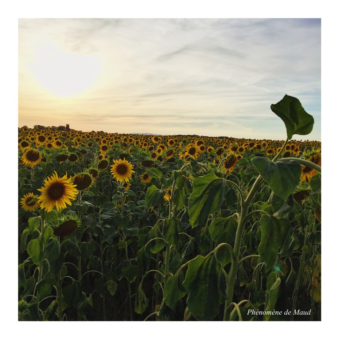 tournesols.JPG