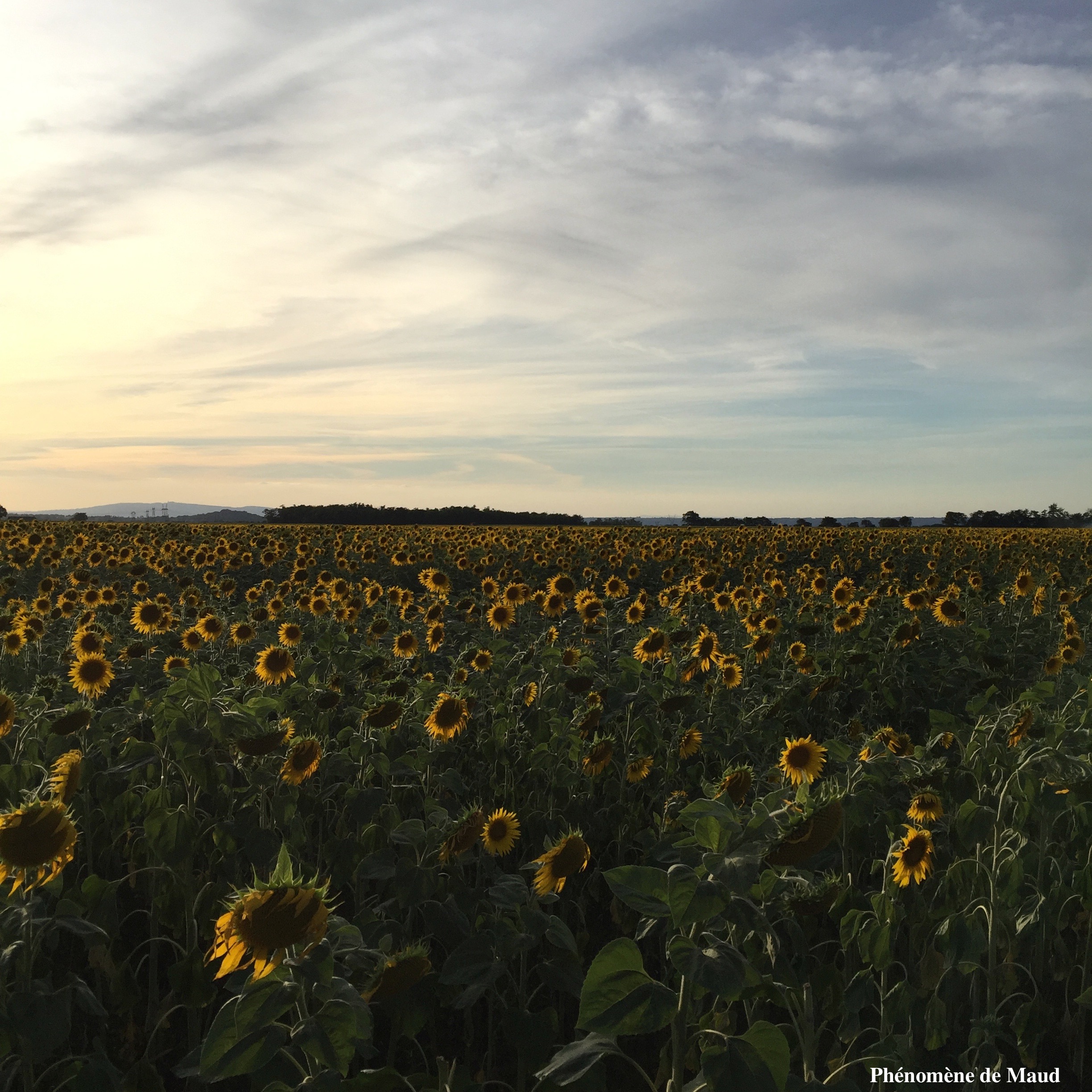champ de tournesols