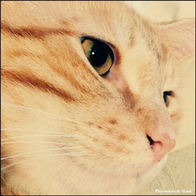 tigrou chat roux .jpg