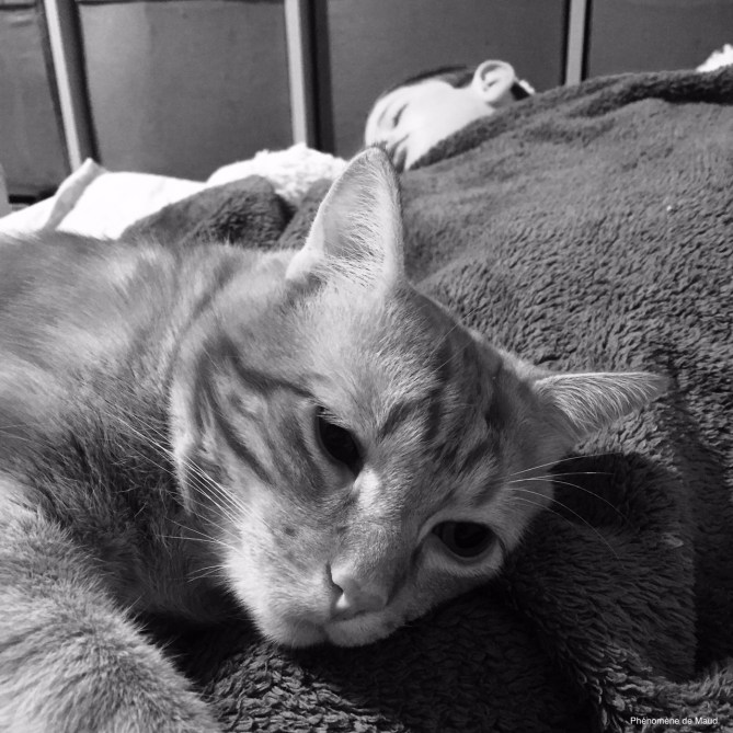 chat plus enfant.jpeg