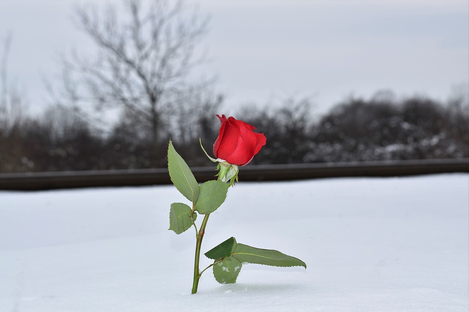 red-rose-in-snow-3183721_960_720.jpg