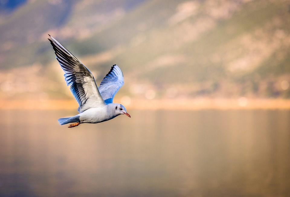 bird-3158784_960_720.jpg