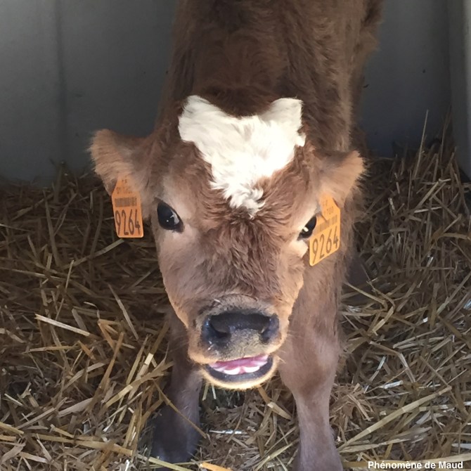 veau.jpg