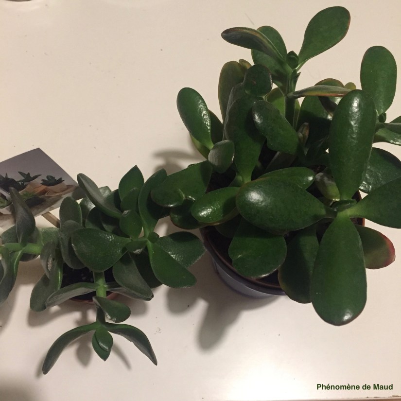 Crassula.jpg