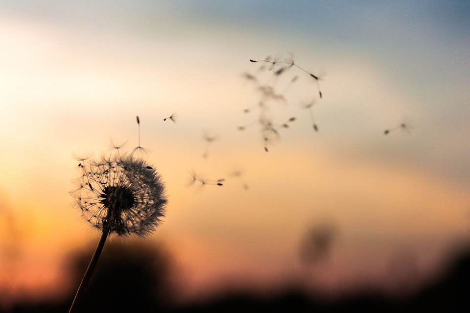 dandelion-2561575_960_720