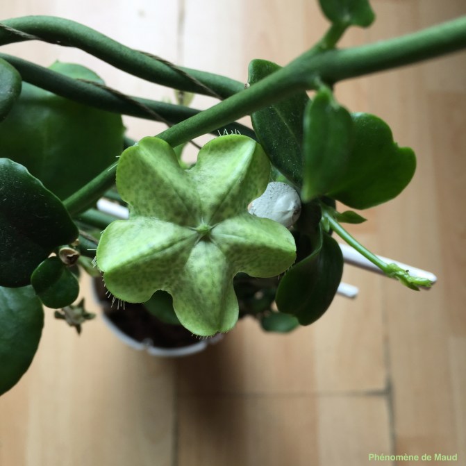 détail fleur plante parachute.jpg