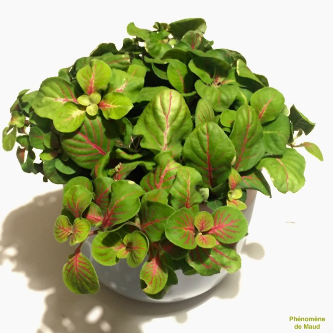 fittonia green.jpg