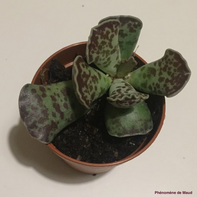 haworthia.jpg