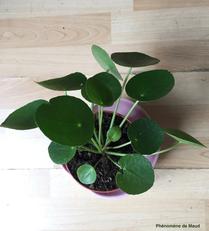 Pilea.jpg