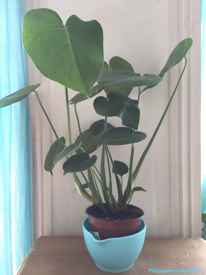 pjilodendron monstera.jpg