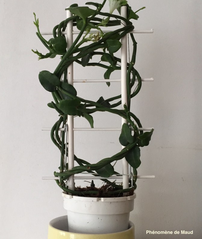 plante parachute.jpg