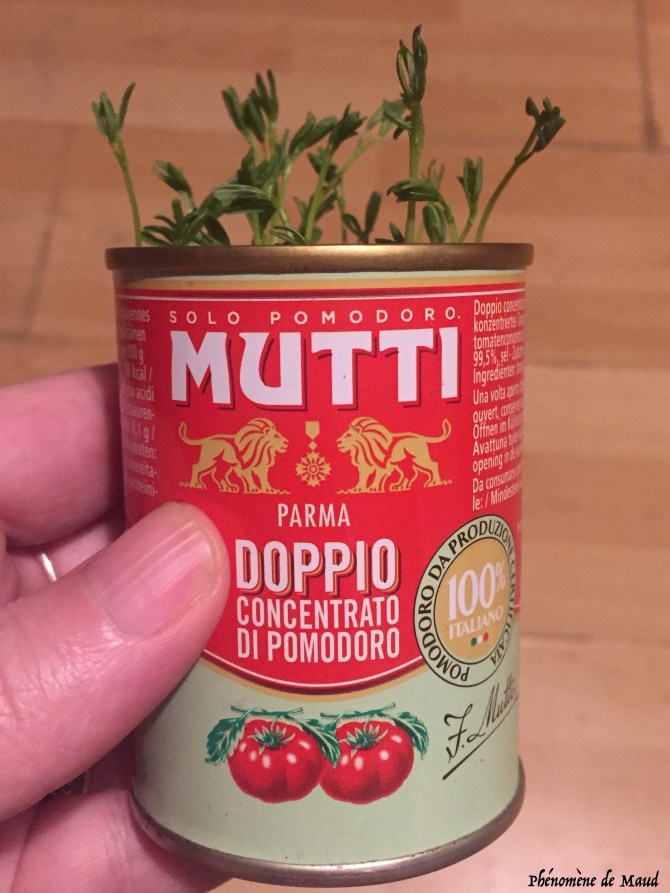 pousses de lentilles