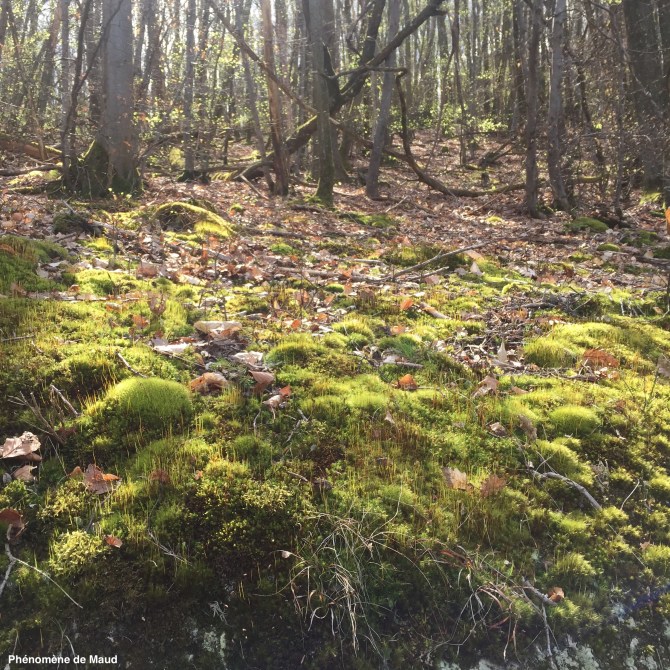 promenade forêt.jpg