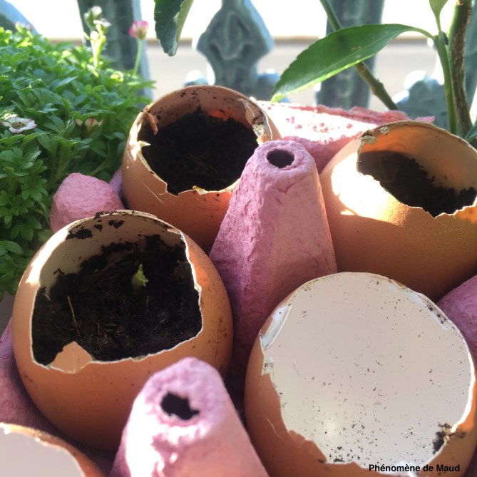 semis dans des coquilles d'oeufs.jpg