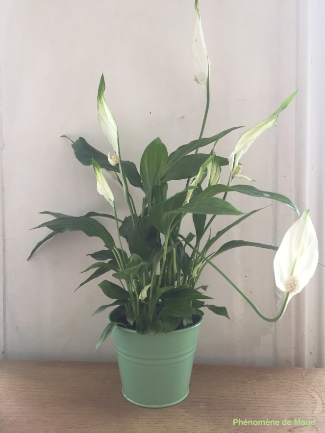 Sphathiphylium chopin.jpg