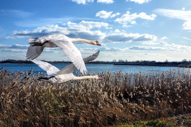 birds-3186341_960_720