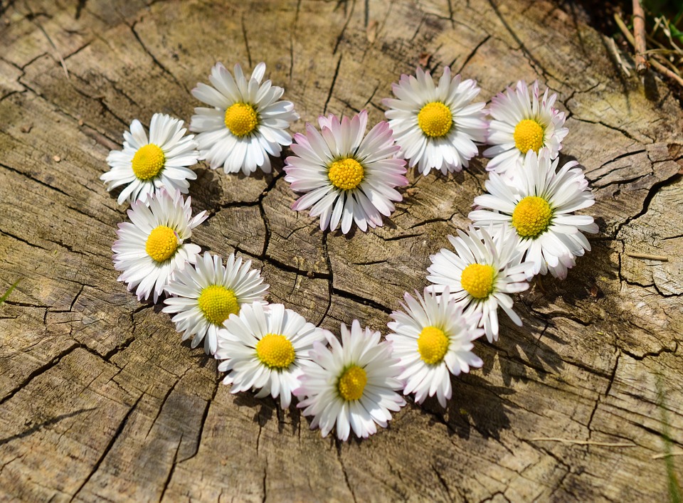 daisy-712892_960_720-1.jpg