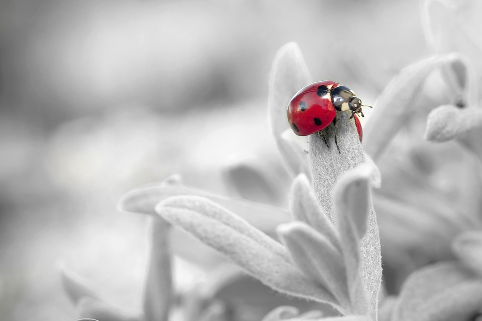 ladybug-796483_960_720