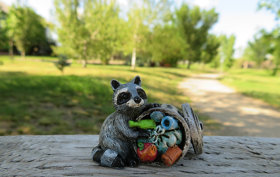 raccoon-2483334_960_720.jpg