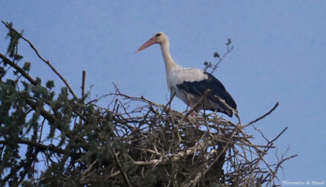 cigogne phenomene de maud.jpg