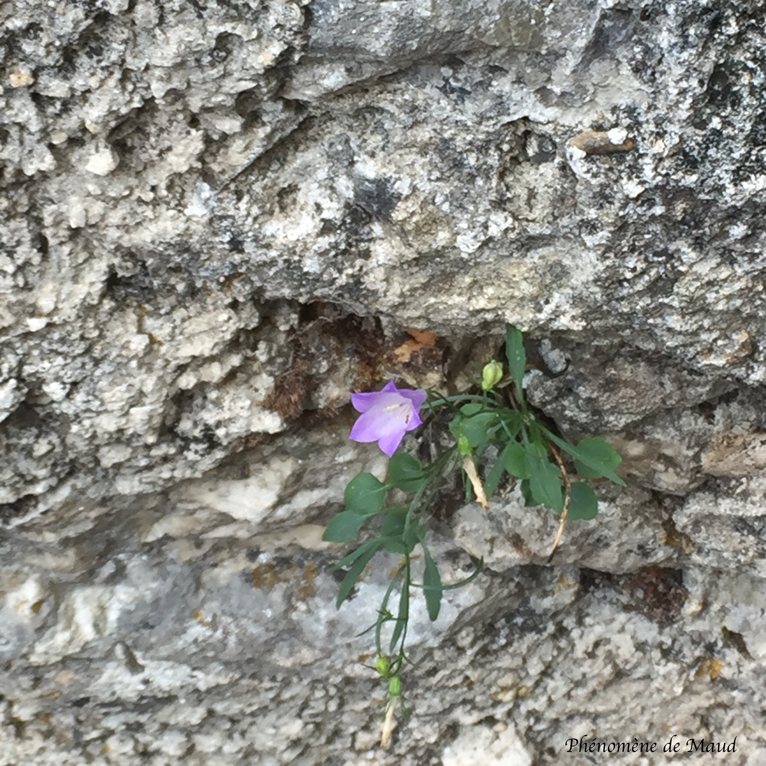 fleur pierre phenomene de maud.jpg