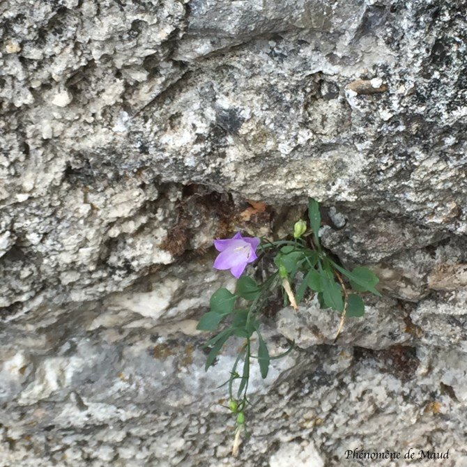fleur pierre phenomene de maud.jpg