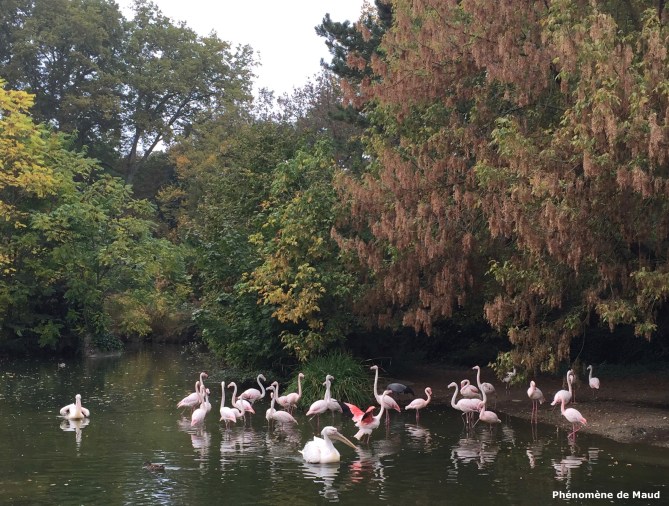 flamants roses et pélican .jpg