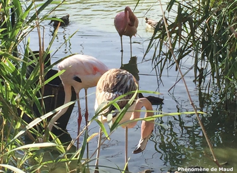 flamants roses parc des oiseaux vilars les dombes phenomene de maud.jpg