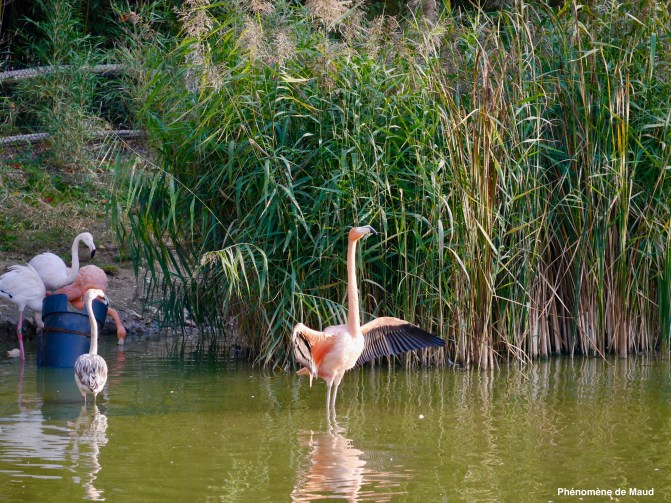 flamants roses.jpeg