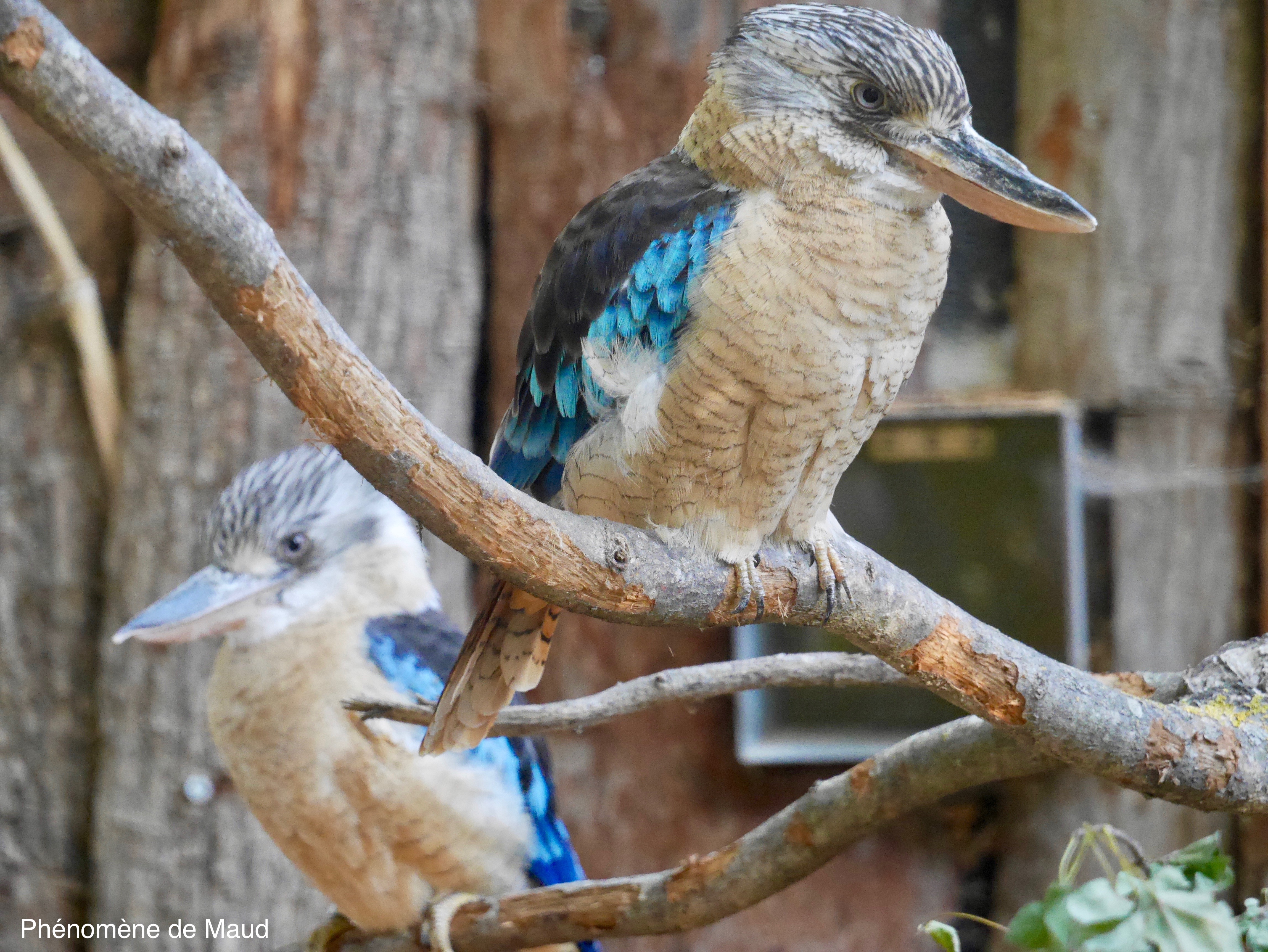 martin-chasseur x2 phenomene de maud.jpeg