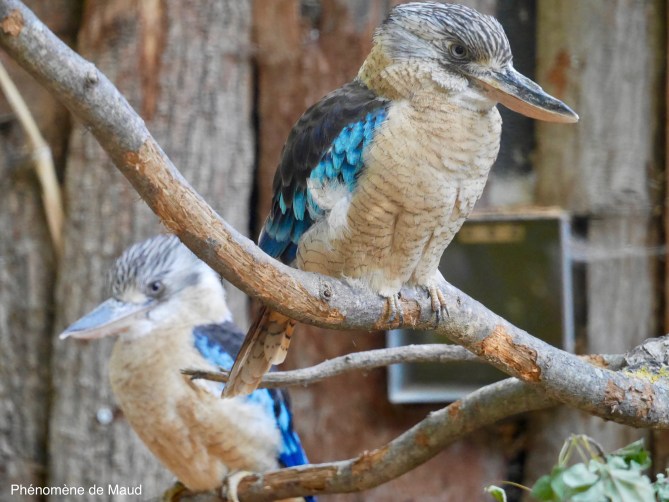martin-chasseur x2 phenomene de maud.jpeg