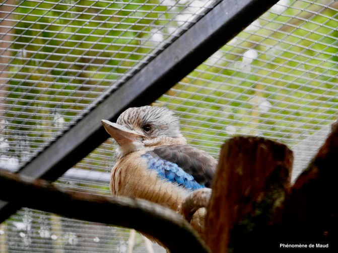 martin chasseur.jpeg