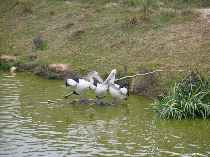 pélicans.jpeg
